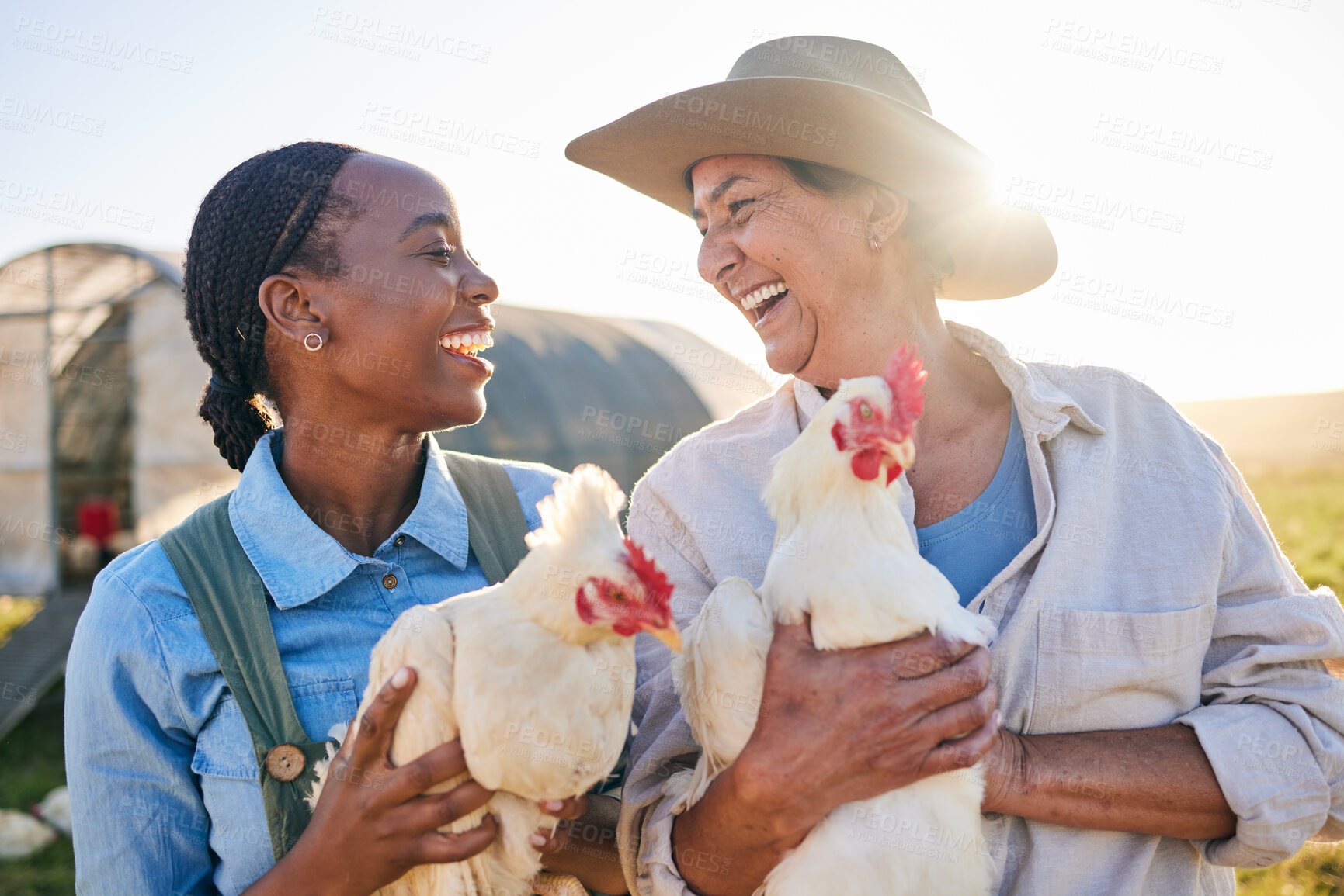 Buy stock photo Agriculture, chicken and women laugh on farm for health check, animal wellness or growth in field. Ecology, sustainable farming and farmers and birds for free range poultry, protein or egg production