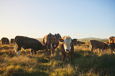Buy stock photo Cows, portrait and farm for dairy agriculture, meat and beef industry in countryside field, land and South Africa. Hereford cattle, animals or group of livestock in grass environment for agribusiness