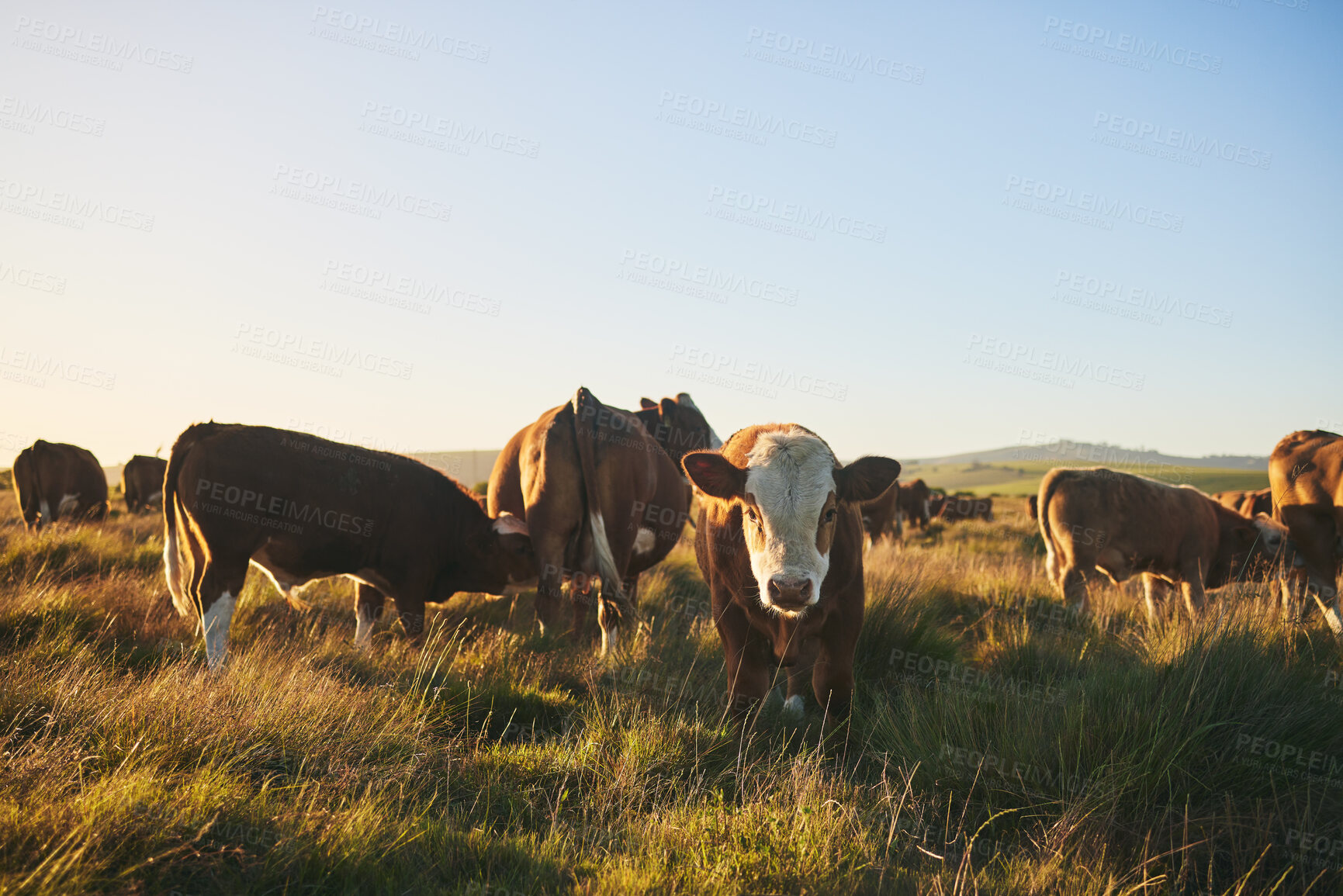 Buy stock photo Cows, portrait and farm for dairy agriculture, meat and beef industry in countryside field, land and South Africa. Hereford cattle, animals or group of livestock in grass environment for agribusiness