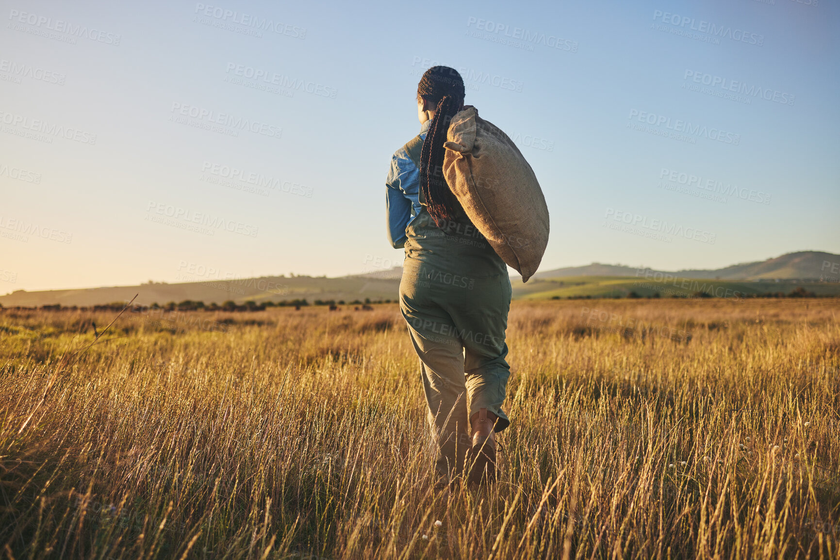 Buy stock photo Agriculture, sunset and back of woman on farm for environment, sustainability and plant. Garden, grass and nature with person walking in countryside field for ecology, production and soil health