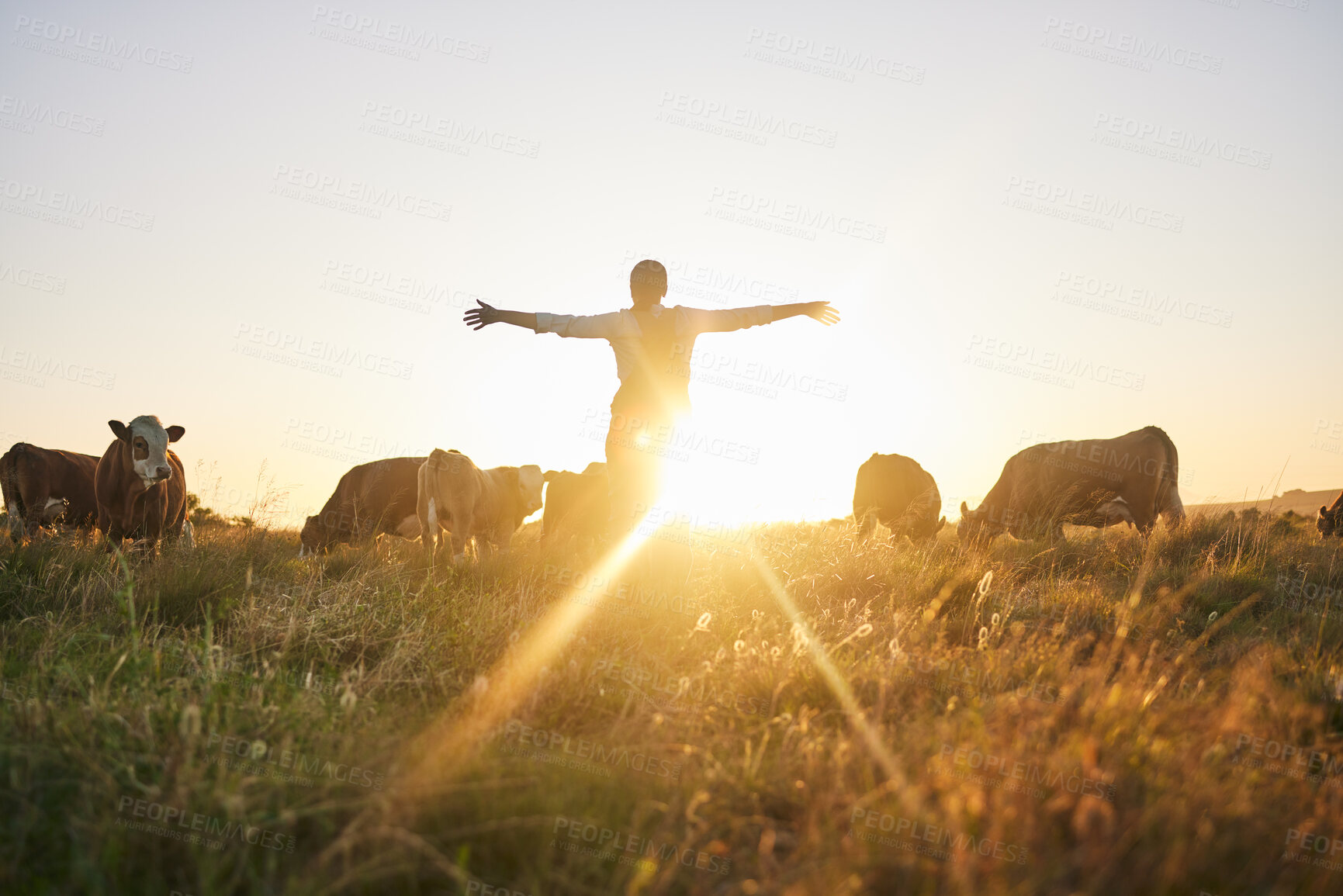 Buy stock photo Sunrise, cows and woman on farm with open arms for freedom, adventure and excited for agriculture. Sustainable farming, morning and back of farmer with cattle, livestock and animals in countryside