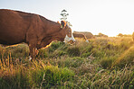 Agriculture, nature and sunset with cow on farm for for sustainability, environment and meat industry. Grass, cattle and milk production with animals in countryside field for livestock and ecosystem