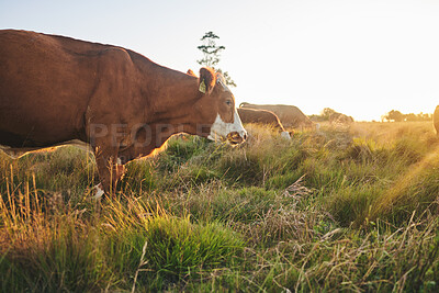 Buy stock photo Agriculture, nature and sunset with cow on farm for for sustainability, environment and meat industry. Grass, cattle and milk production with animals in countryside field for livestock and ecosystem