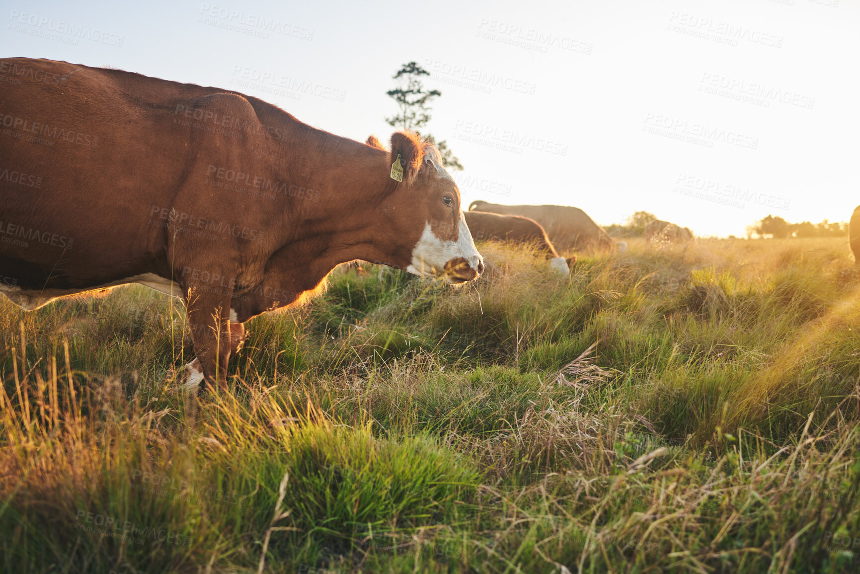 Buy stock photo Agriculture, nature and sunset with cow on farm for for sustainability, environment and meat industry. Grass, cattle and milk production with animals in countryside field for livestock and ecosystem