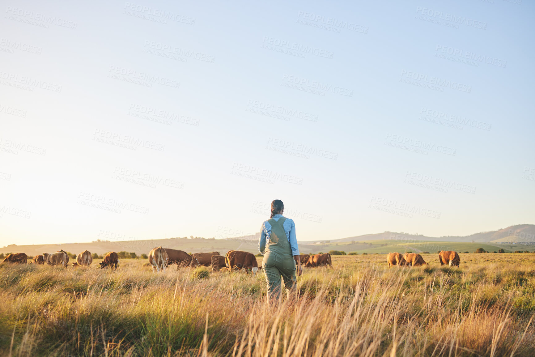 Buy stock photo Woman, farmer and walking in countryside, blue sky and grass field with cow and cattle. Female person, back and agriculture outdoor with animals and livestock for farming in nature with mockup space