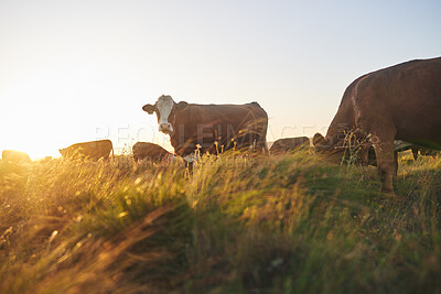 Buy stock photo Cows, sunset and farm for dairy agriculture, meat and beef industry in countryside field, land and South Africa. Hereford cattle, animals or group of livestock in grass environment for agribusiness