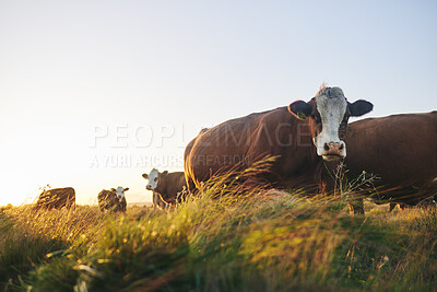 Buy stock photo Agriculture, nature and environment with cows on farm for for sustainability, sunset and meat industry. Grass, cattle and milk production with animals in countryside field for livestock and mockup