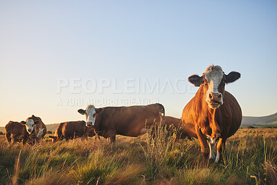 Buy stock photo Agriculture, grass and portrait of cow on farm for for sustainability, environment and meat industry. Nature, cattle and milk production with animals in countryside field for livestock and ecosystem