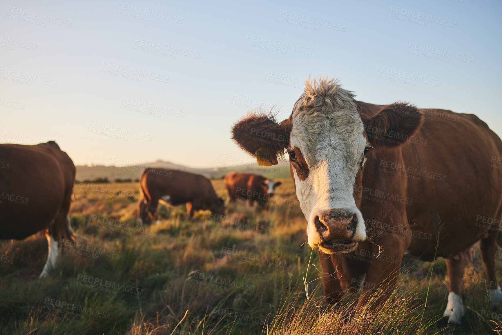 Buy stock photo Agriculture, sunset and portrait of cow on farm for for sustainability, environment and meat industry. Grass, cattle and milk production with animals in countryside field for livestock and mockup