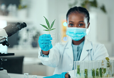 Buy stock photo Cannabis leaf, portrait black woman and scientist study plant for healthy organic medicine, healthcare or natural drugs. Laboratory, 420 CBD or science person research marijuana, weed or herbs sample