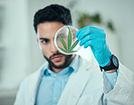 Cannabis leaf, science man and analysis of petri dish plant, biotechnology hemp or natural CBD product. Lab sample test, 420 investigation and male scientist focus on medical marijuana, weed or hemp
