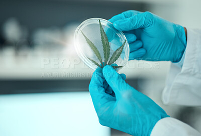 Buy stock photo Cannabis leaf, science person and hands with petri dish plant, studying hemp and analysis of natural CBD. Laboratory sample, THC investigation or closeup scientist research marijuana for clinic trial