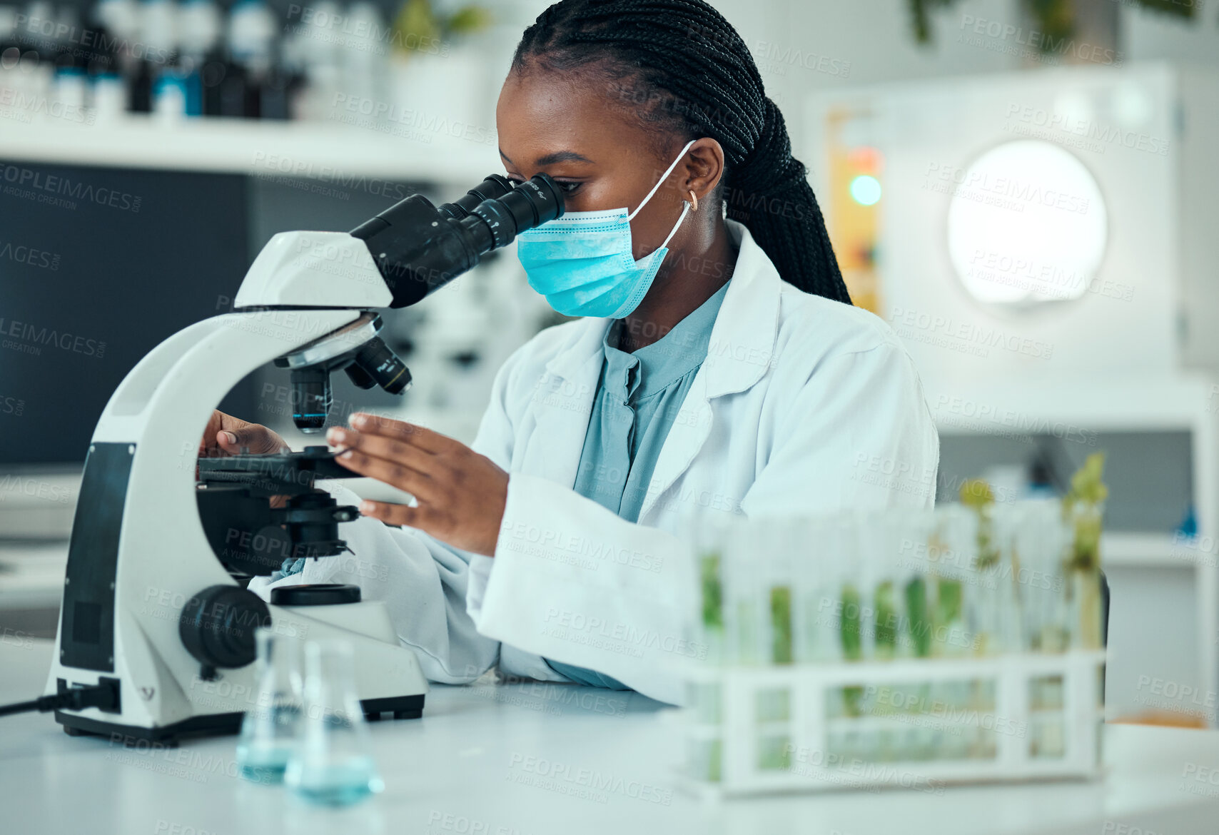Buy stock photo Microscope, black woman and laboratory plant, science study and analysis of natural pharmaceutical, drugs or biotechnology. Botany lab, research or female scientist check organic biochemistry sample