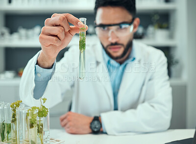 Buy stock photo Science laboratory, test tube plant and man focus on biotechnology progress, study or botany research. Natural medicine development, clinical trial and male scientist inspection of chemical solution