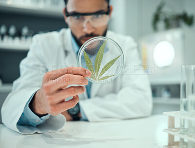 Buy stock photo Hand, marijuana and science with a doctor man in a laboratory for research, innovation or ecology. Cannabis leaf, sustainability and sample with a male scientist working in a lab for cure development