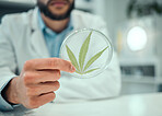 Hand, cannabis and science with a doctor man in a laboratory for research, innovation or ecology. Marijuana leaf, sustainability and sample with a male scientist working in a lab for cure development