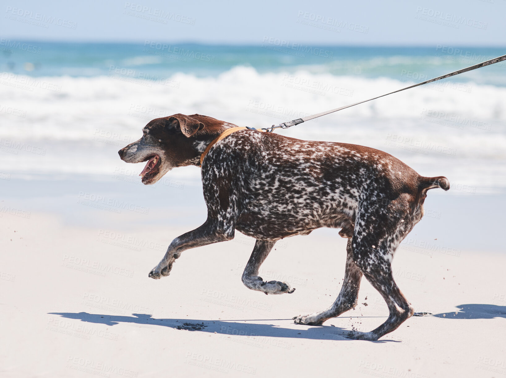 Buy stock photo Beach, walking and dog on leash by ocean for freedom, adventure and fresh air in nature. Happy pet, healthy animal and excited canine pointer by sea for exercise, wellness and energy in summer