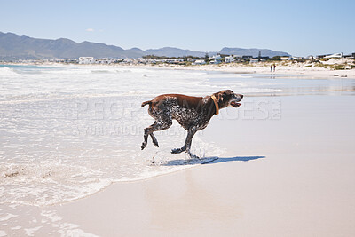 Buy stock photo Dog, animal and running outdoor at the beach in summer for fun, freedom and vacation. A pet playing in water at sea on holiday with health, wellness and energy for exercise or walk in nature