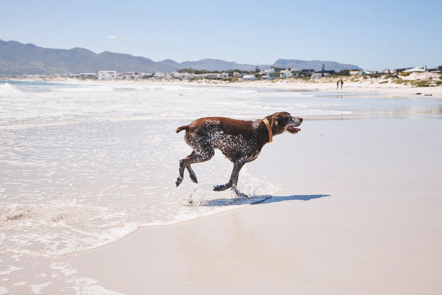 Buy stock photo Dog, animal and running outdoor at the beach in summer for fun, freedom and vacation. A pet playing in water at sea on holiday with health, wellness and energy for exercise or walk in nature