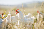 Agriculture, sustainability and food with chicken on farm for nature, eggs production and livestock. Nutrition, poultry and health with animals in countryside field for free range and meat industry