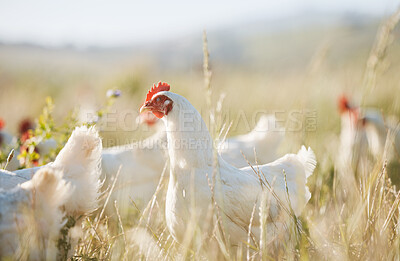 Buy stock photo Agriculture, sustainability and food with chicken on farm for nature, eggs production and livestock. Nutrition, poultry and health with animals in countryside field for free range and meat industry