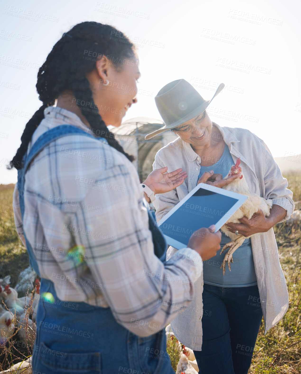 Buy stock photo Chicken, agriculture and women farmers with tablet for live stock business research in countryside. Sustainable, digital technology and people with an animal poultry farm in eco friendly environment.