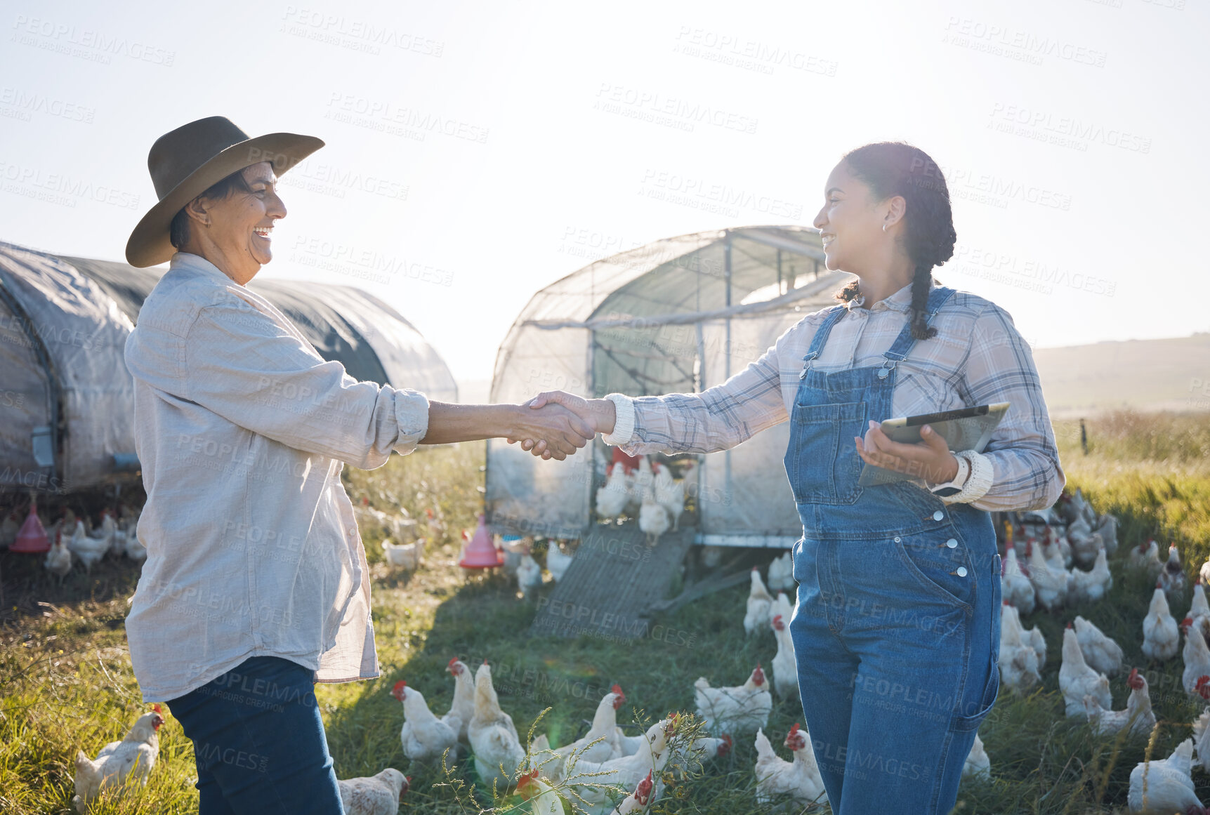 Buy stock photo Chickens, farm and women with handshake, sustainability and agreement with partnership, agriculture and cooperation. People, thank you and poultry farmers with tablet, shaking hands and countryside
