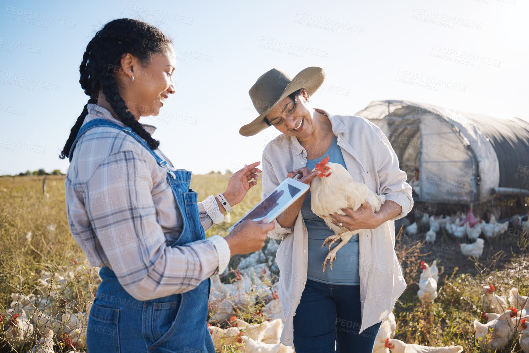 Buy stock photo Teamwork, tablet or people farming chicken on field or agriculture for natural sustainability research. Technology, seller or happy farmers in countryside with live stock or rooster for production