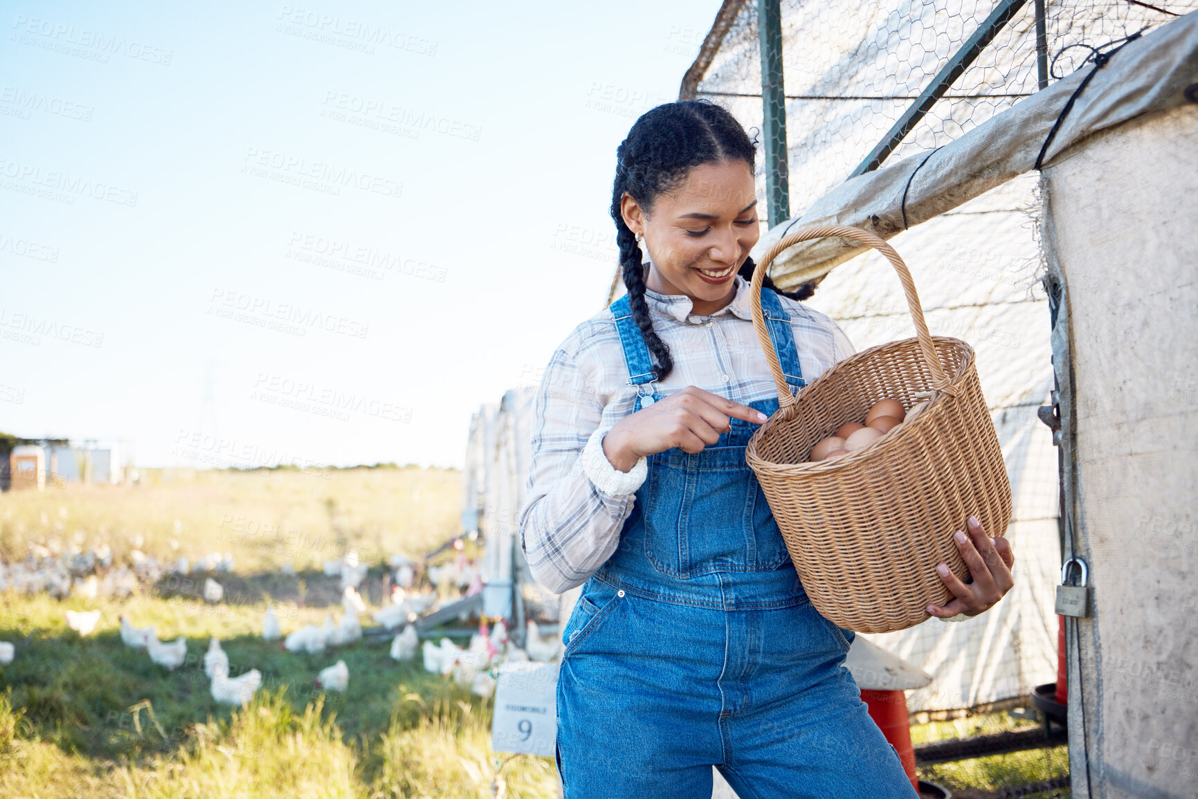 Buy stock photo Woman with eggs in basket on farm chicken on grass, smile and sunshine in countryside field for sustainable business. Agriculture, poultry farming and happy farmer holding food in nature with animals