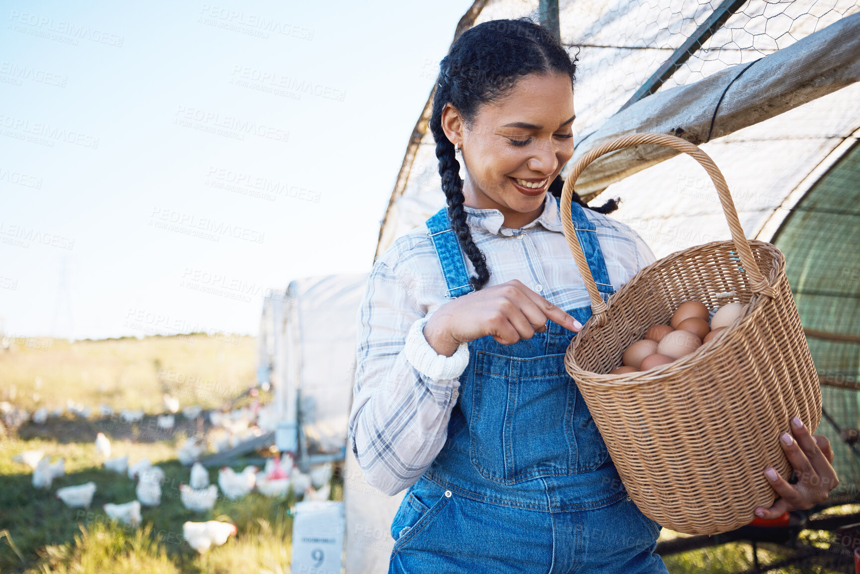 Buy stock photo Woman counting eggs on farm with chicken, grass and sunshine in countryside field for sustainable business. Agriculture, poultry farming and happy farmer holding basket of food in nature with animals
