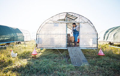 Buy stock photo Chicken coop, woman with basket of eggs and birds in grass in countryside greenhouse with sustainable business in field. Agriculture, poultry farm and farmer working with food, animals and nature.