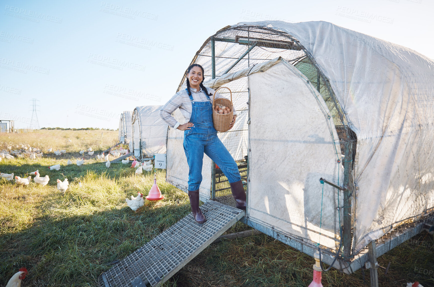 Buy stock photo Chicken farming, happy woman with eggs in basket, coop and sunshine in countryside greenhouse with sustainable business. Agriculture, poultry farm and farmer with smile, food and animals in nature.