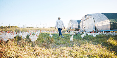 Buy stock photo Walking, farm or farmer farming chicken on field harvesting poultry livestock in small business. Dairy production, back or person with animal, hen or rooster for sustainability or growth development