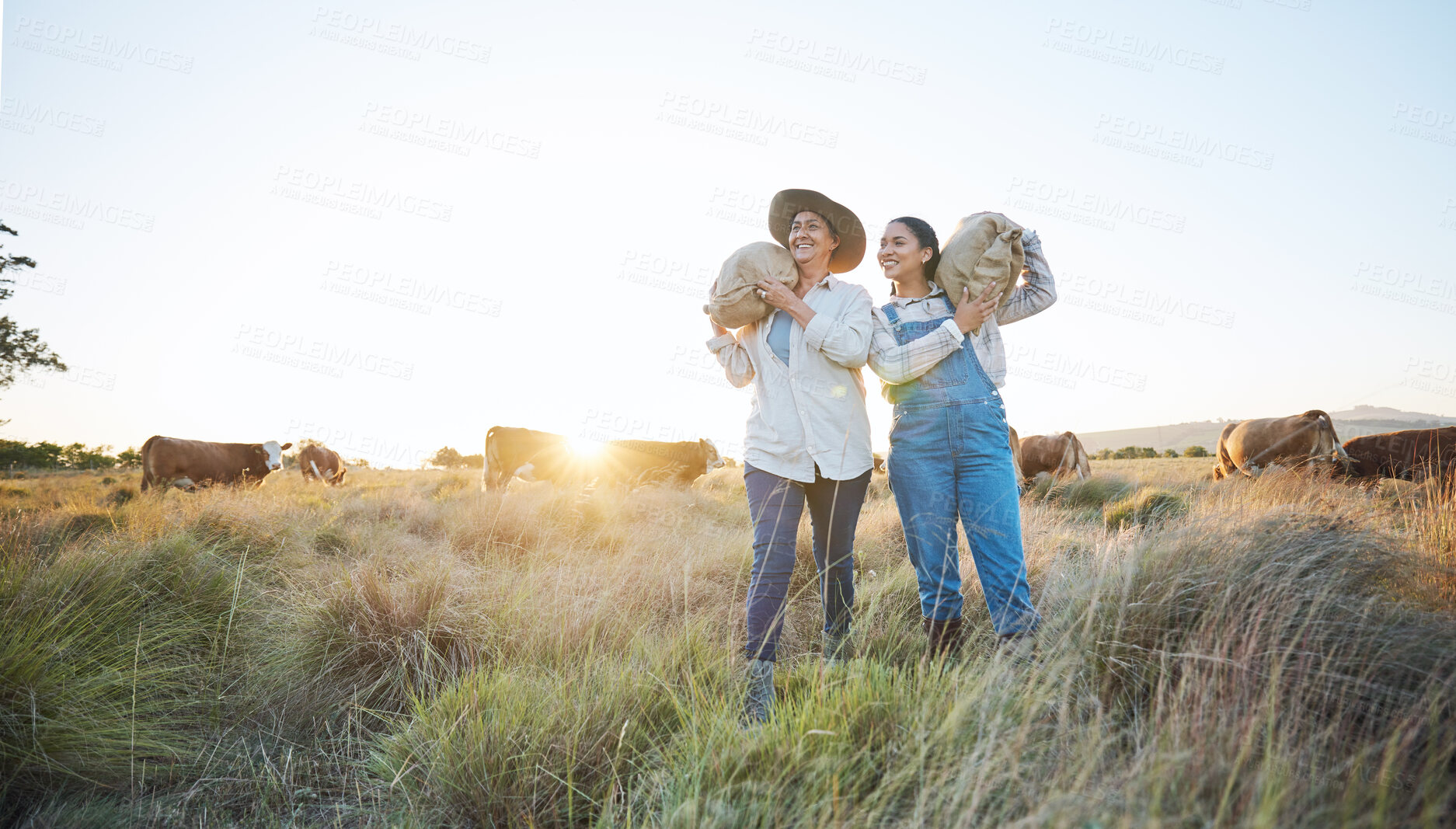 Buy stock photo Farmer, women and agriculture, field and sack of grain with sustainability, partnership and livestock. Cow farm, agro business and team, countryside and environment with support, sunrise and nature