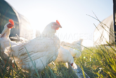 Buy stock photo Agriculture, nature and sustainability with chicken on farm for food, eggs production and livestock. Nutrition, poultry and health with animals in countryside field for free range and meat industry