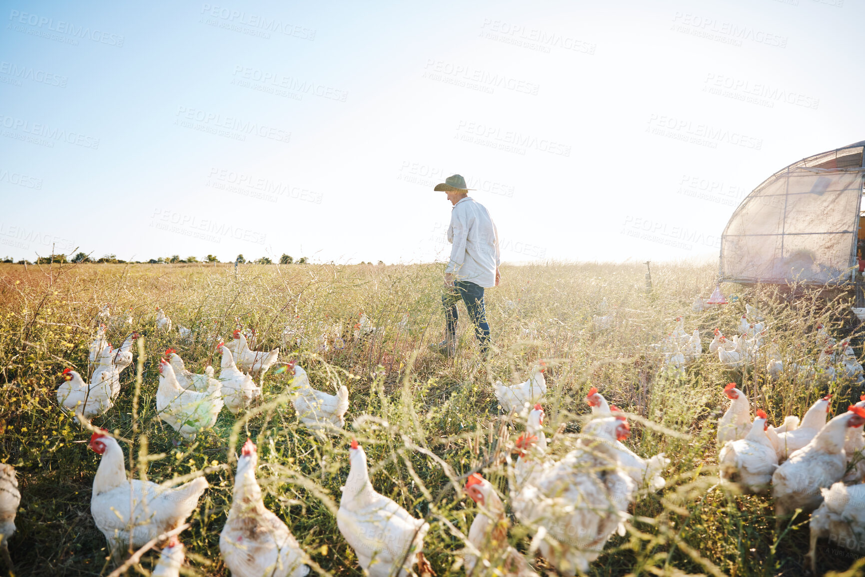 Buy stock photo Walking, nature or farmer farming chicken on grass field harvesting poultry livestock in small business. Dairy production or person with animal, hen or rooster for sustainability or agro development
