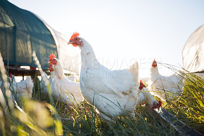Buy stock photo Agriculture, nature and health with chicken on farm for sustainability, eggs production and livestock. Nutrition, poultry and food with animals in countryside field for free range and meat industry
