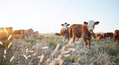 Buy stock photo Agriculture, live stock and cows on a farm in the countryside for eco friendly environment. Sustainable, animals and herd of cattle for meat or dairy or beef trade production industry in grass field.
