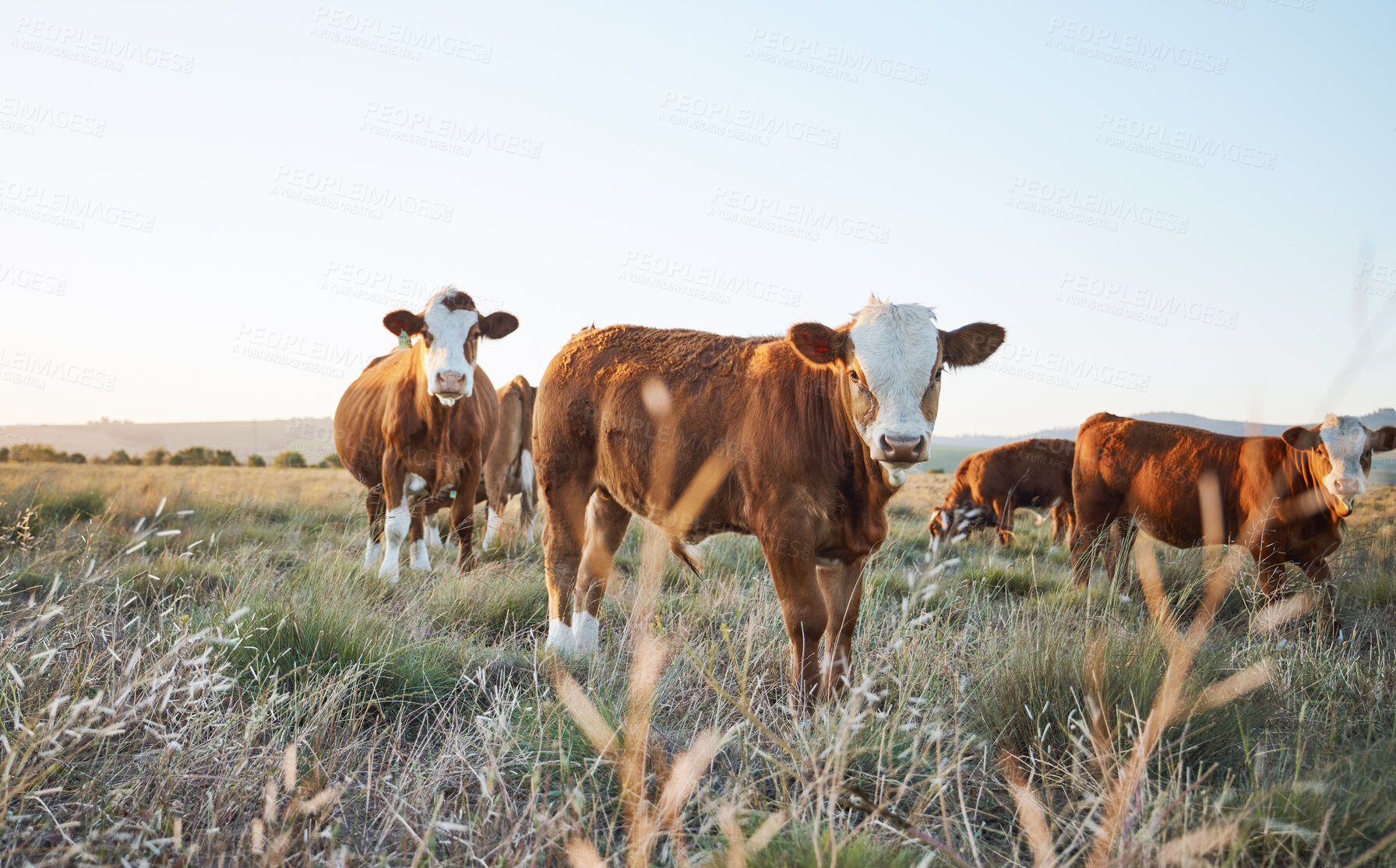 Buy stock photo Agriculture, nature and cows on a farm in countryside for eco friendly sustainable environment. Livestock, animals and herd of cattle for meat, dairy or beef trade production industry in grass field.