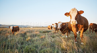 Buy stock photo Livestock, sustainable and herd of cattle on a farm in the countryside for eco friendly environment. Agriculture, animals and cows for meat, dairy or beef trade production industry in a grass field.
