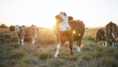 Buy stock photo Agriculture, nature and herd of cows on a farm in countryside for eco friendly environment. Sustainable, animals and cattle for livestock meat, dairy or beef trade production industry in grass field.