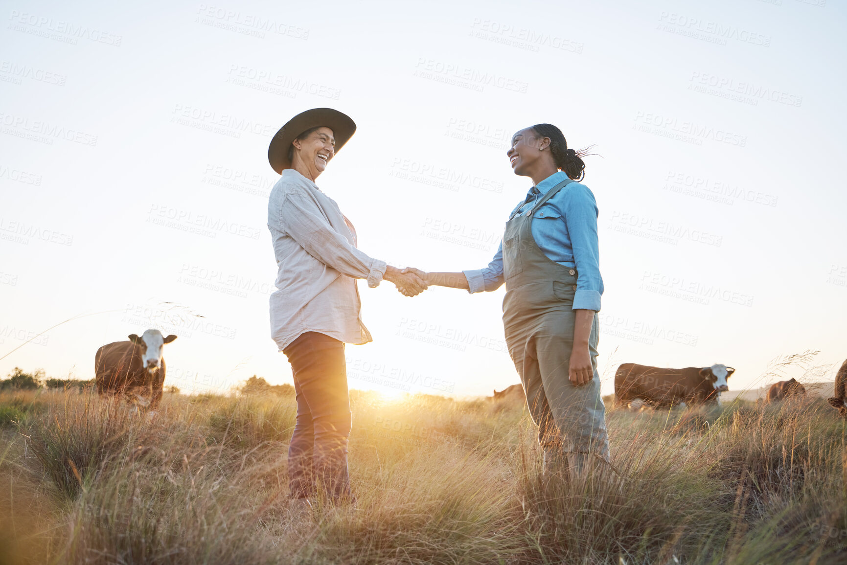 Buy stock photo Farm, handshake and women with b2b sale, deal or agreement for small business partnership. Agro, thank you and farmer people shaking hands for farming, collaboration and cattle supply chain support