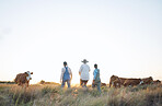 Farm, countryside and women in field with cow for inspection, livestock health and animal care. Agro business, agriculture and people with cattle for dairy, beef production and sustainable farming