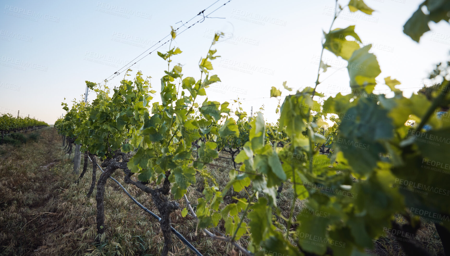 Buy stock photo Agriculture, vineyard and closeup of leaves, sustainability and countryside, environment and harvest. Green, plants and crops with soil, land and eco friendly agro business, growth and nature