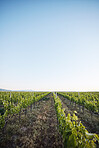 Agriculture, vineyard and plants, sustainability and countryside, environment and blue sky with mockup space. Green, leaves and crops with soil, land and eco friendly agro business, growth and nature