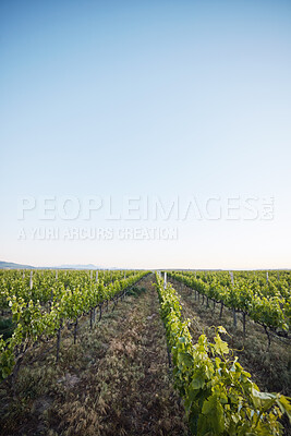 Buy stock photo Agriculture, vineyard and plants, sustainability and countryside, environment and blue sky with mockup space. Green, leaves and crops with soil, land and eco friendly agro business, growth and nature
