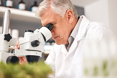 Buy stock photo Scientist, plants and microscope in laboratory for healthcare research, natural medicine and growth or sustainability test. Senior man or science doctor with lens in eco friendly pharmaceutical study