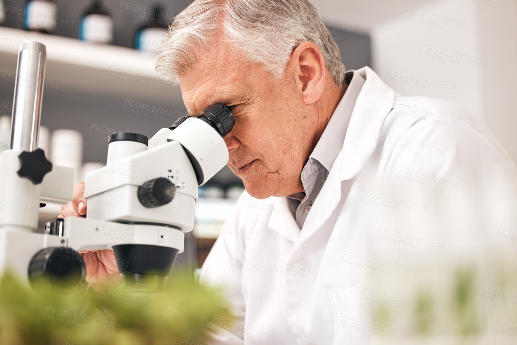 Buy stock photo Scientist, plants and microscope in laboratory for healthcare research, natural medicine and growth or sustainability test. Senior man or science doctor with lens in eco friendly pharmaceutical study