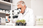 Man, science and microscope in laboratory for plants research, agriculture analysis and growth or sustainability test. Senior scientist or doctor with biotechnology, food security and eco results