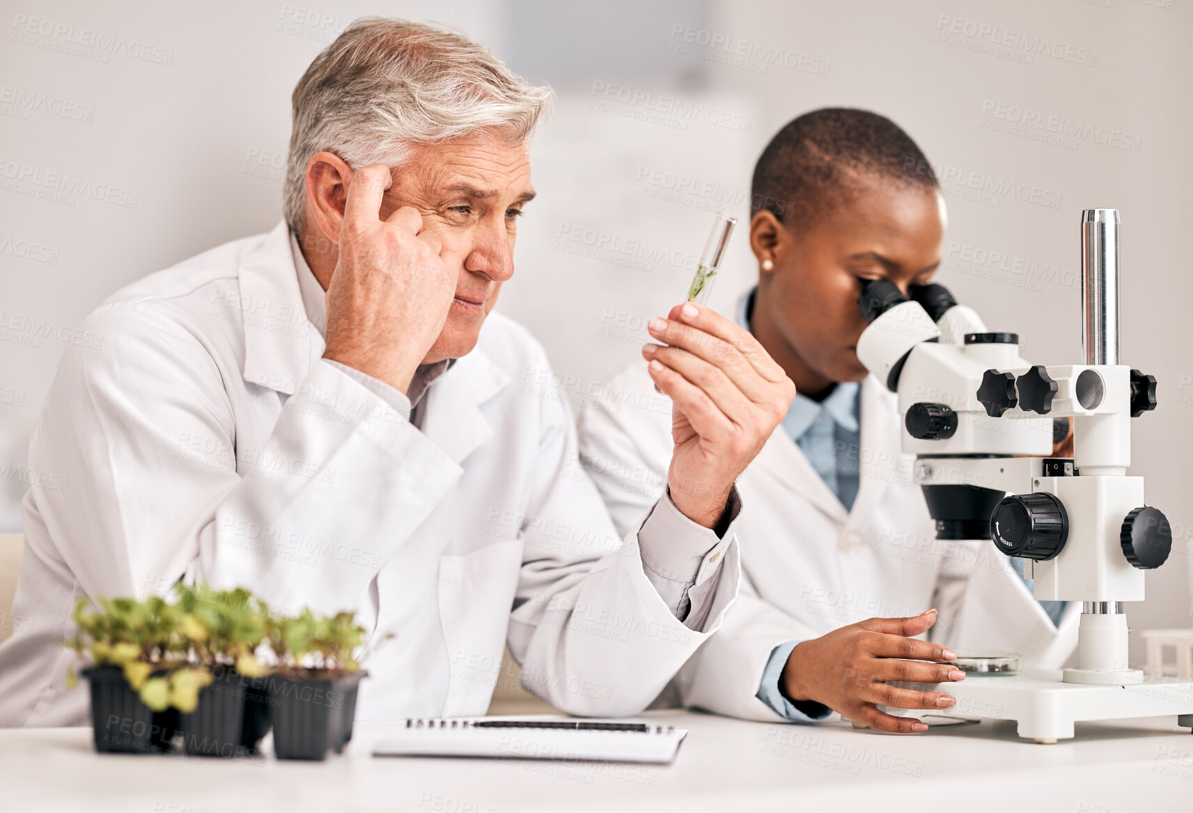 Buy stock photo Scientist, thinking and teamwork of plants, agriculture solution and problem solving on microscope research. Science doctor or mentor ideas, growth study or test tube for sustainability in laboratory